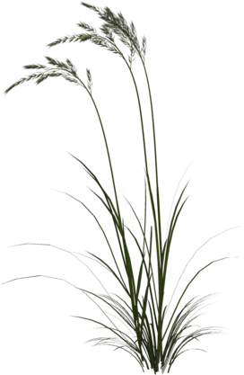 Family Owned Horse Breeding - Tall Grass Png (271x448), Png Download