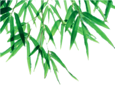 Bamboo Leaf Png Picture - Bamboo Leaves Transparent Background (464x367), Png Download