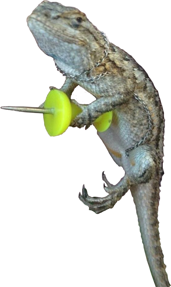 Animalghecko With A Push Pin - Gecko With A Push Pin (562x944), Png Download