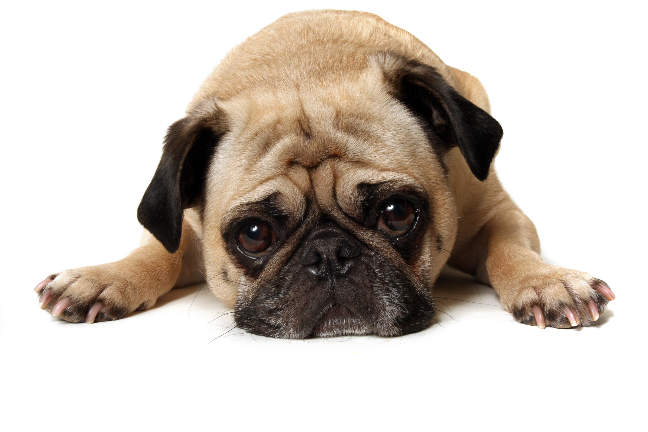 Thug Life Pug Transparent Background Png - Cafepress Got Coffee? Tile Coaster (2138x1426), Png Download