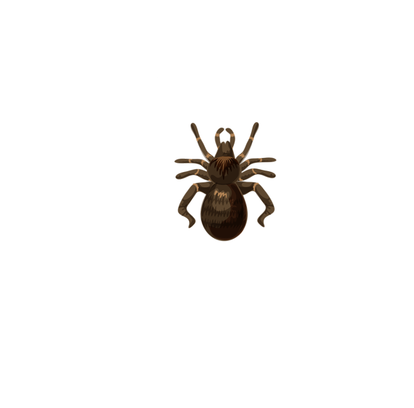 0, - Tarantula (600x591), Png Download