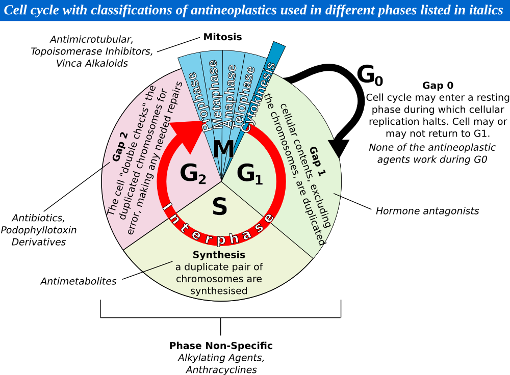 File - Cellcycle - Circle (1000x736), Png Download
