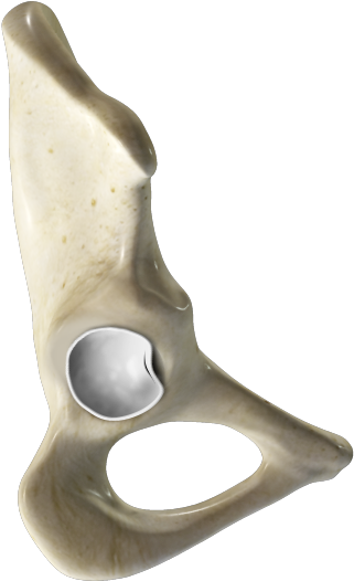 A Hip Labral Tear Is An Injury To The Labrum, The Cartilage - Acetabular Labrum (600x600), Png Download