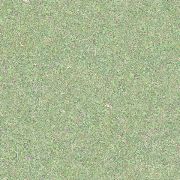 Grassbacktrans - Groundcover (600x600), Png Download