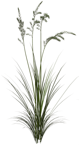 Tall Grass Texture Png - Sweet Grass - Free Transparent PNG Download