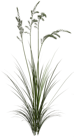 Tall Grass Texture Png - Sweet Grass (262x486), Png Download