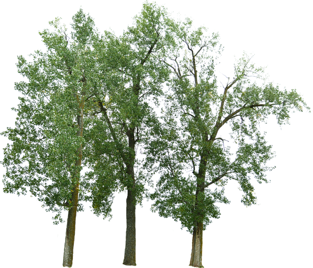 Tree (640x549), Png Download