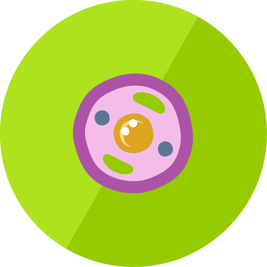 Lesson Icon - Animal Cell Icon Png (884x884), Png Download