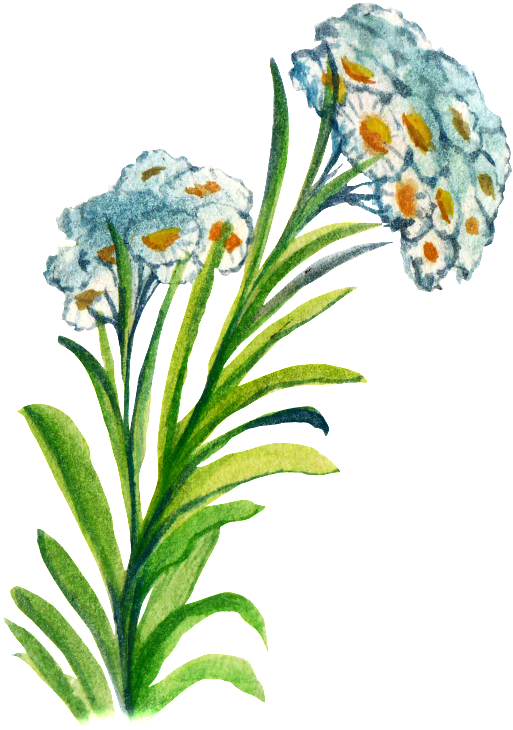 Hand-painted Flower Cartoon Transparent Watercolor - 日系 素材 水彩 Png (650x830), Png Download