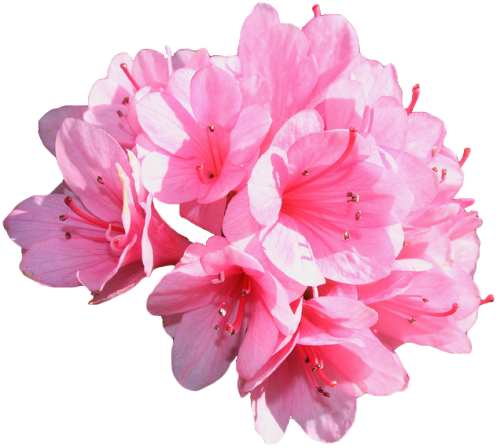 Azalea Kirin - Azalea Transparent (500x448), Png Download