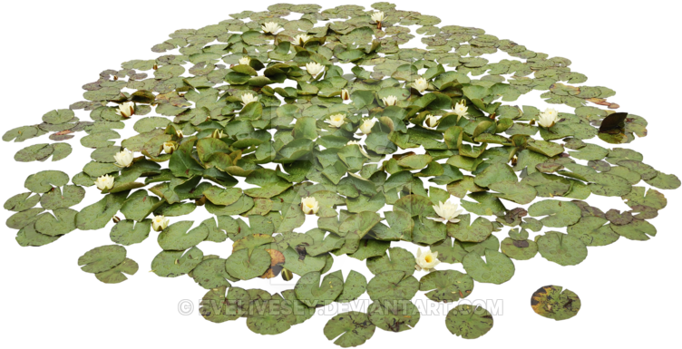 Acuáticas Waterlily Pond Png By Evelivesey - Water Plants Png (800x420), Png Download