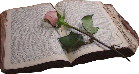 Biblia Png Sin Fondo - Garden Roses (624x359), Png Download