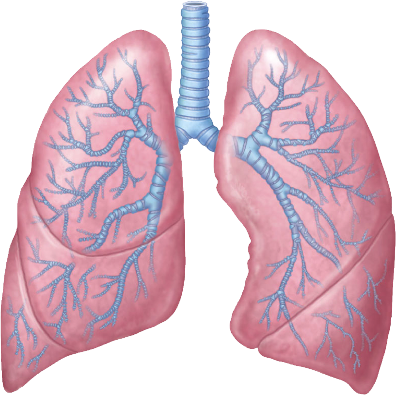 Lungs Free Png Image - Lungs Png (1352x844), Png Download
