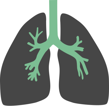 Illustration Of Bronchus And Lungs - Lungs Flat Icon Png (444x431), Png Download