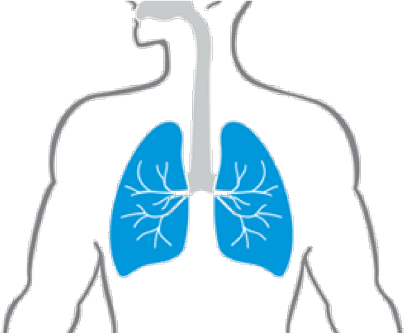 Lungs Png Transparent Images - Cartoon Lungs In Body (640x480), Png Download