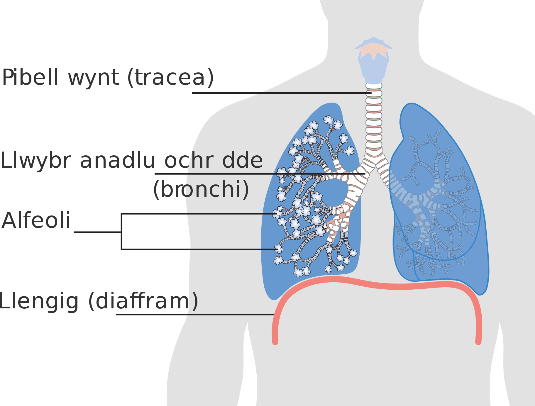 Open - Alveolus Lung Png (2000x1568), Png Download