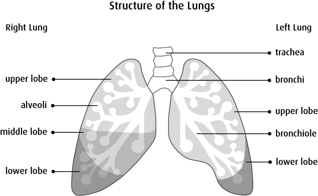 Causes - Structure Of The Lungs Diagram (653x403), Png Download