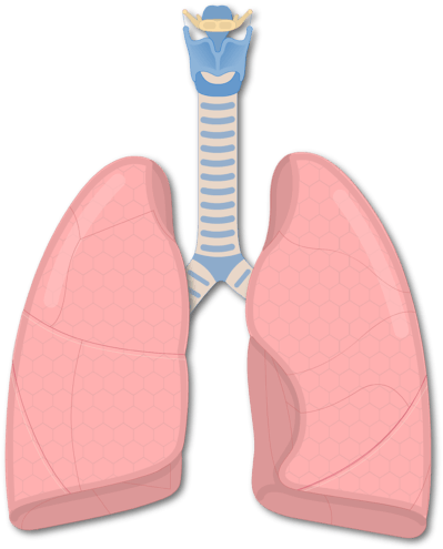1 - Broncular Tubes (770x550), Png Download