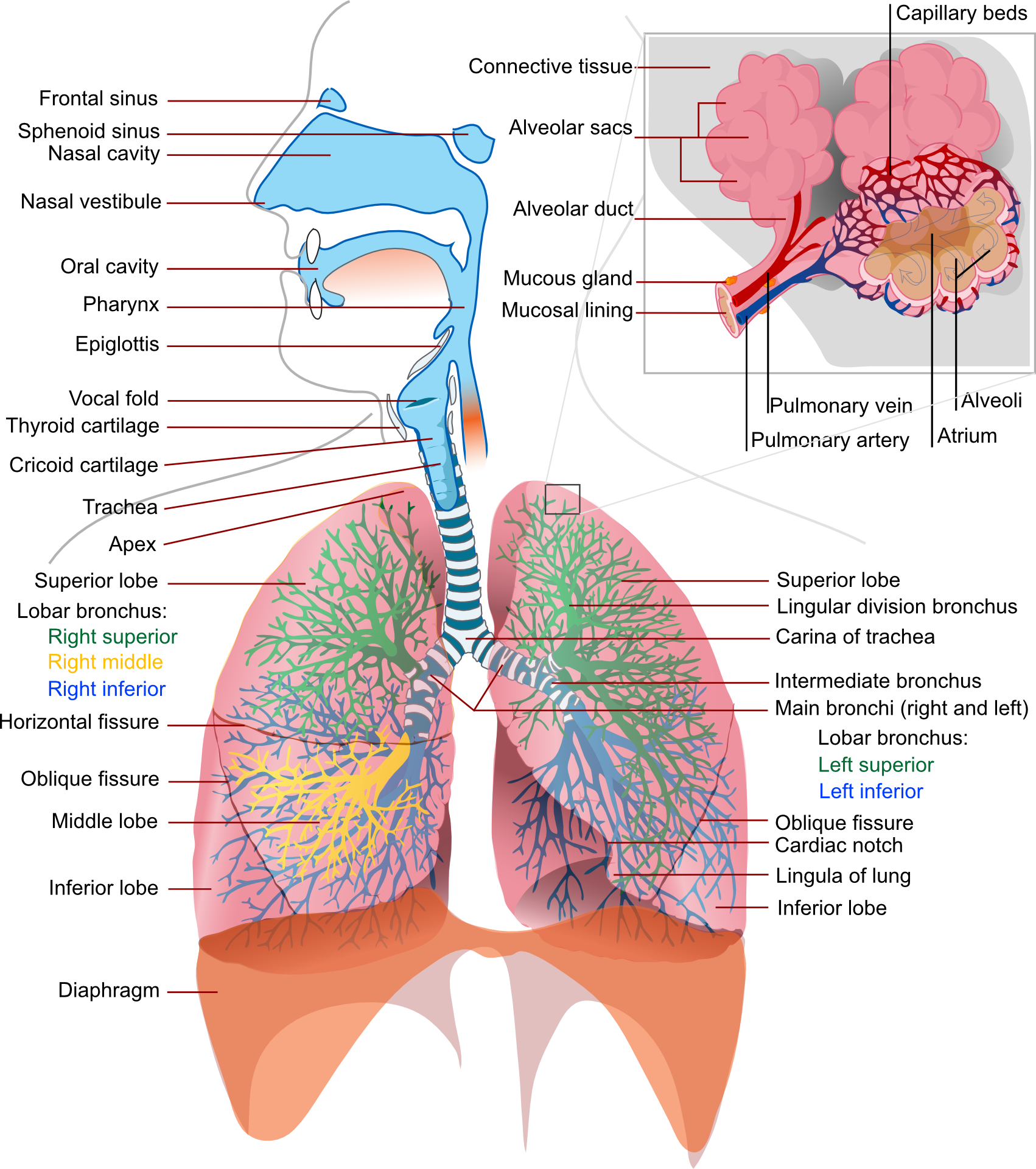 Diagram Of The Lungs - Elements Of Respiratory System (1702x1920), Png Download