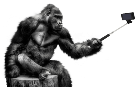 Gorilla Selfie Png Transparent Image - Gorilla Png (500x319), Png Download