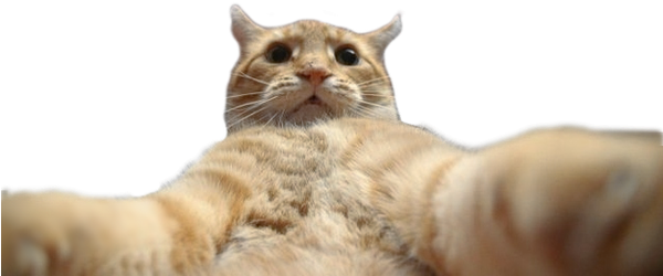 Animal Selfies (599x398), Png Download