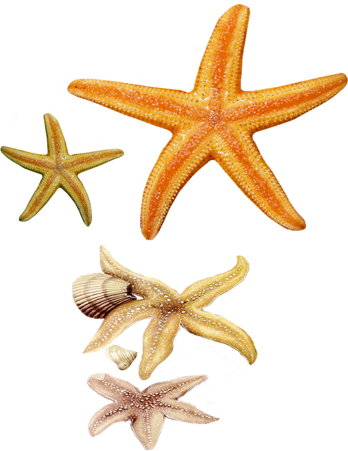 Star Fish Png Images - Fish Star Png (1275x1604), Png Download