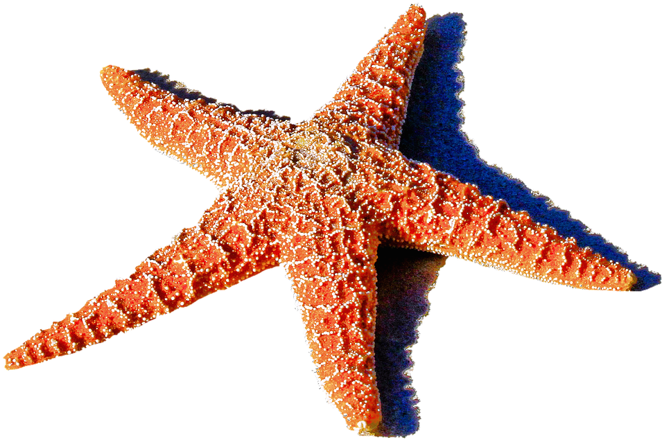 Red Starfish Png 1459k Clipart Panda Free Clipart Images - Starfish Journal: 150 Page Lined Notebook/diary (640x447), Png Download