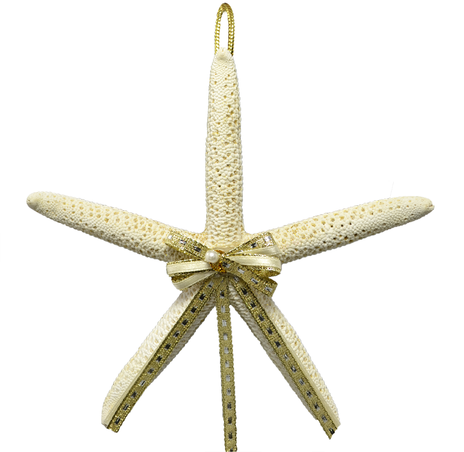 White Starfish Png Download - White Finger Starfish Christmas Holidays Ornament 4-5" (1100x1100), Png Download