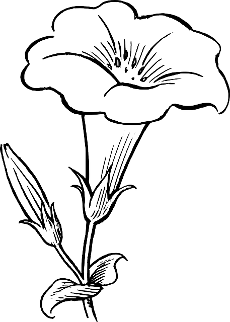 Black, Outline, Drawing, Flower, White, Flowers, Free - Flower Clipart Black And White (457x640), Png Download