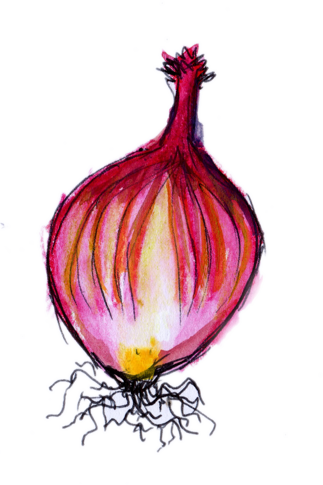 Raster And Vector - Red Onion (1065x1600), Png Download