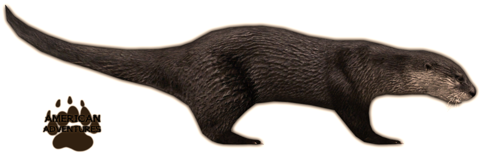 North American River Otter - Otter (1022x409), Png Download