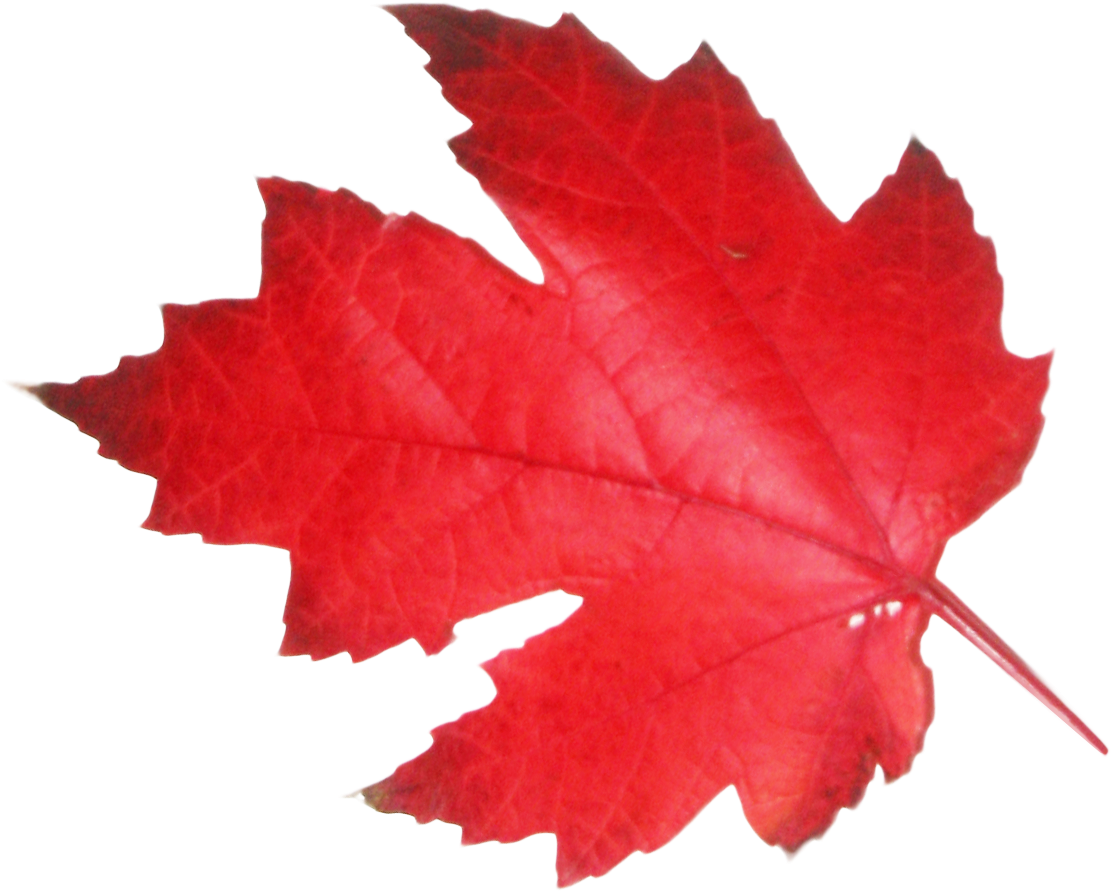 Maple Leaf Png Transparent Image - Transparent Canadian Maple Leaf (500x430), Png Download