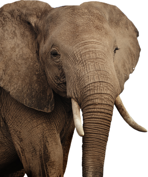 African Elephant Png - Asian Elephant (517x618), Png Download