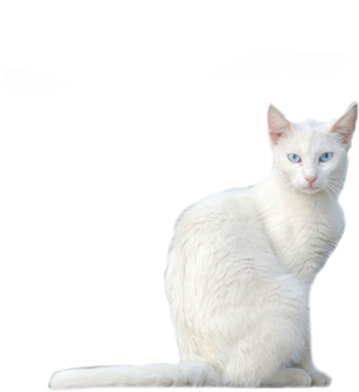 White Cat - Cat (894x894), Png Download