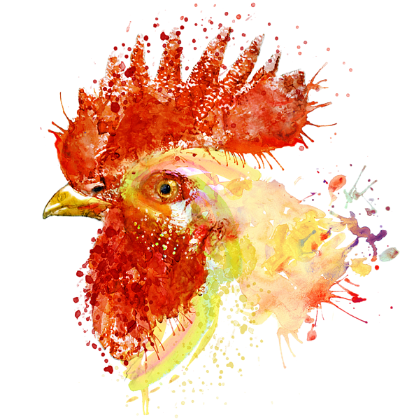 Bleed Area May Not Be Visible - Parrot Watercolor (600x600), Png Download