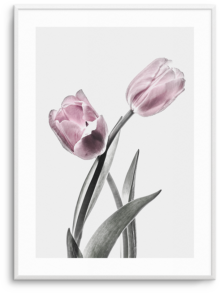 Pink Tulip Illustration No Ii - Illustration (937x1181), Png Download