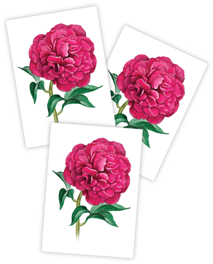 Peony (810x1080), Png Download