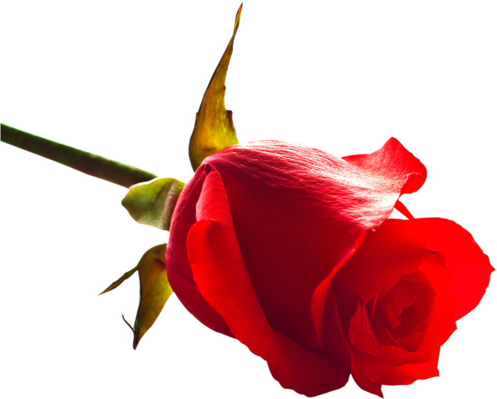Free Rose Png Image - Download Rose Image Now (1024x867), Png Download