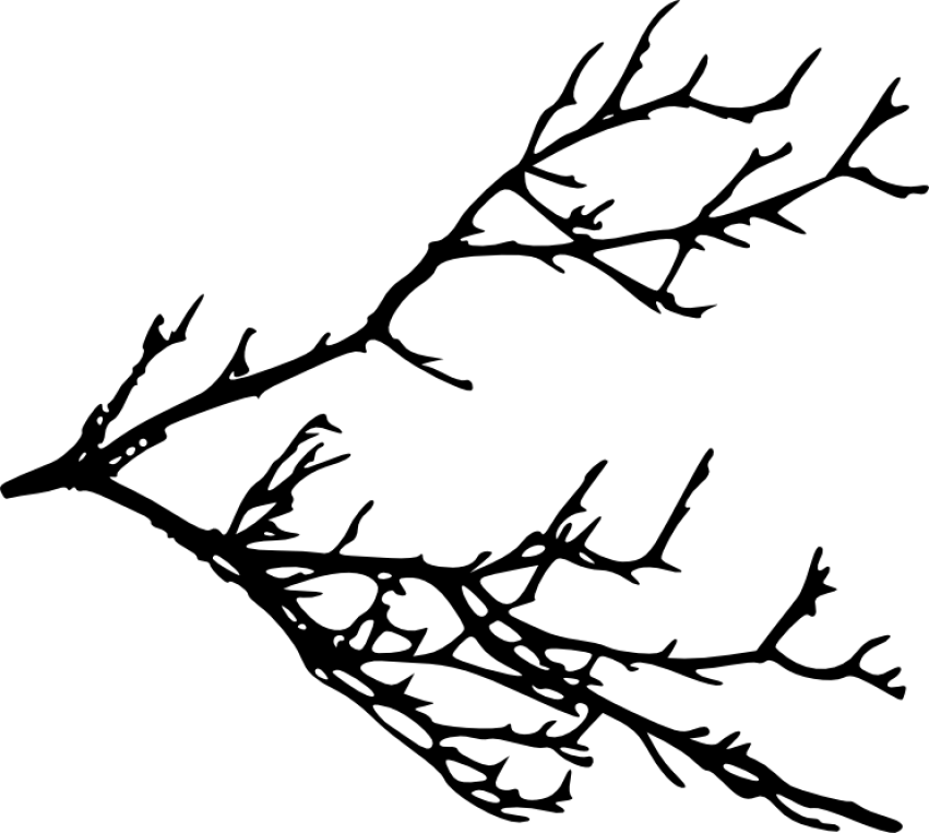 Free Png Tree Branches Silhouette Png Images Transparent - Tree Branches Silhouette Png (851x763), Png Download