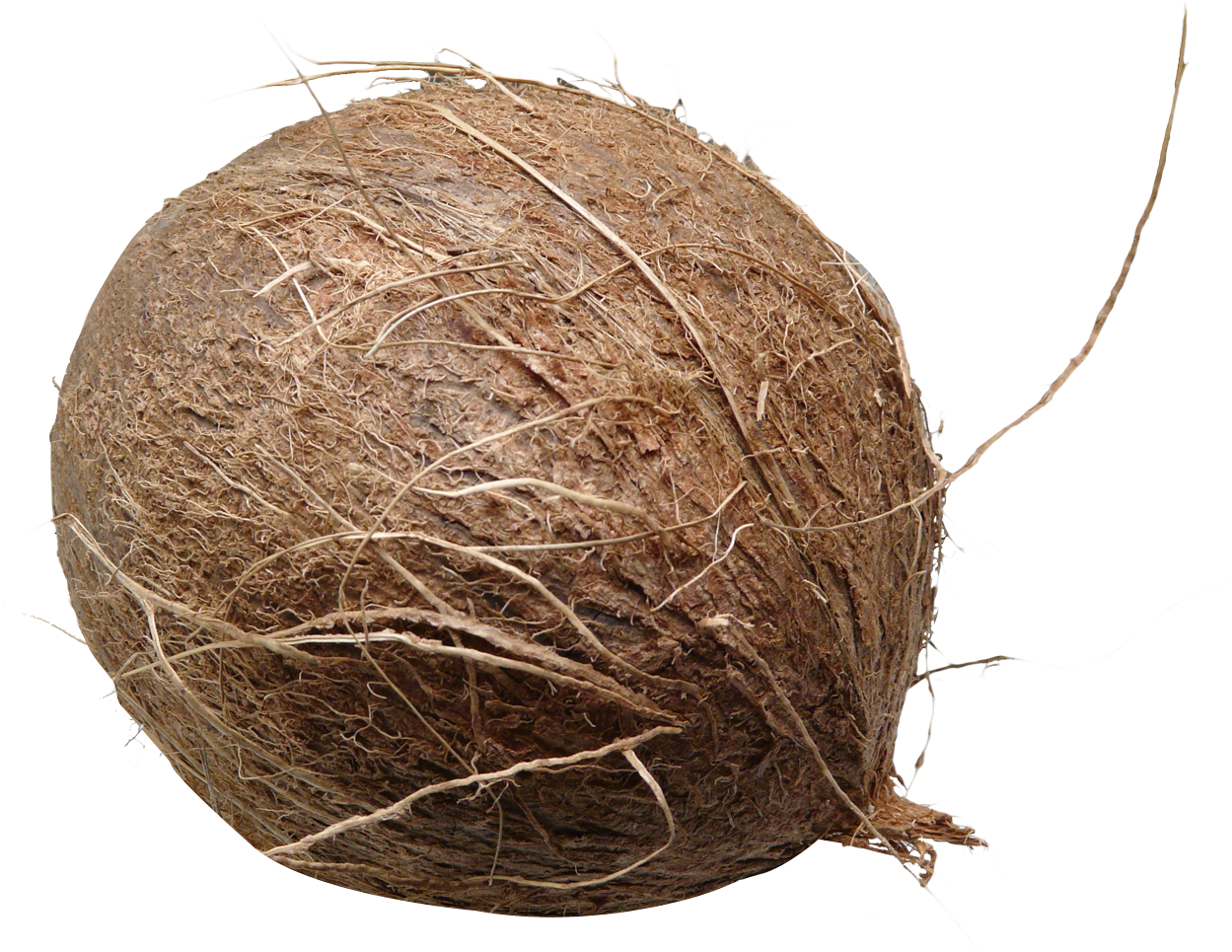 Coconut Png Picture - Coconut Png (1249x965), Png Download