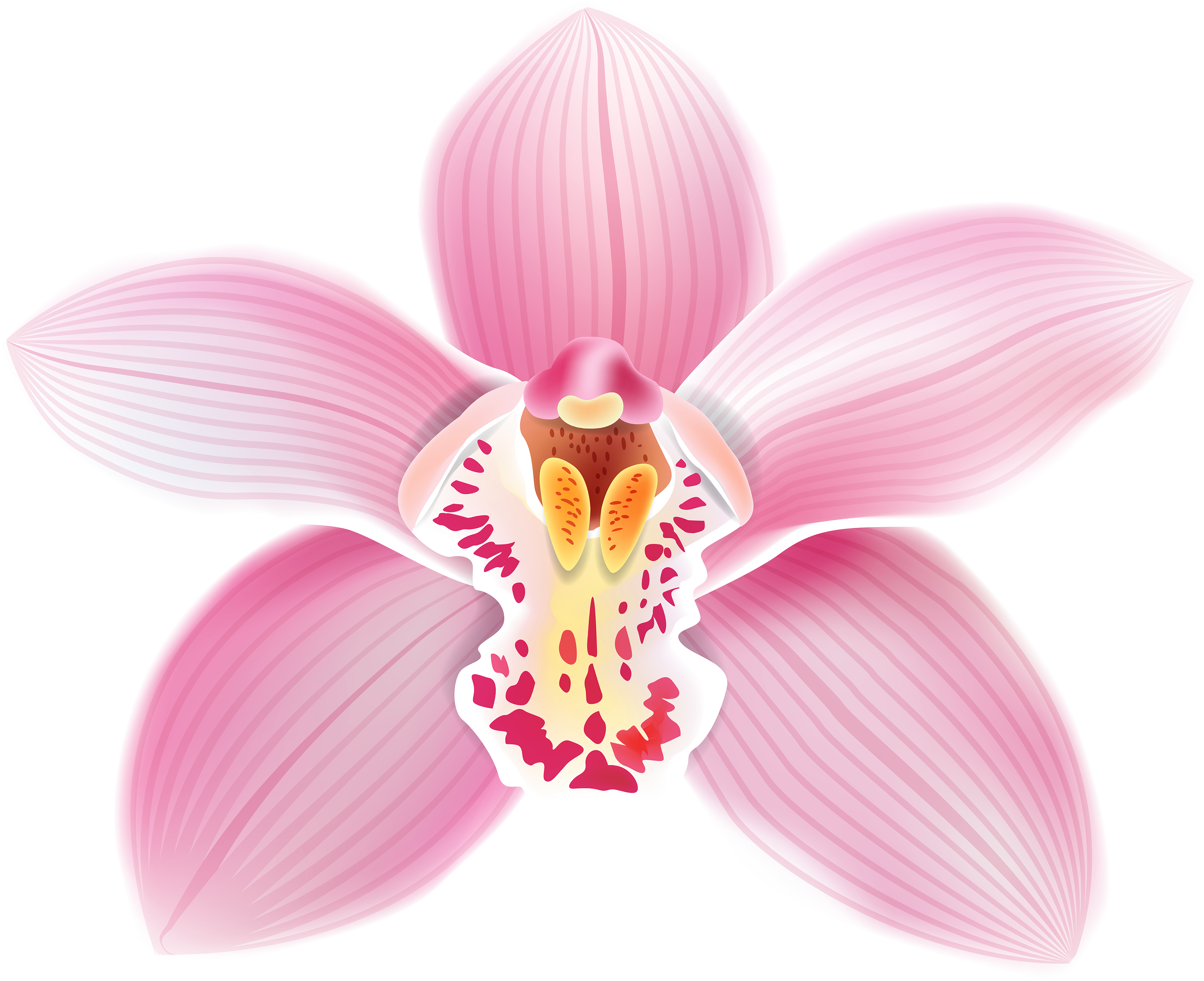 Поиск В Google - Orchids Flowers Clip Art (3000x2509), Png Download