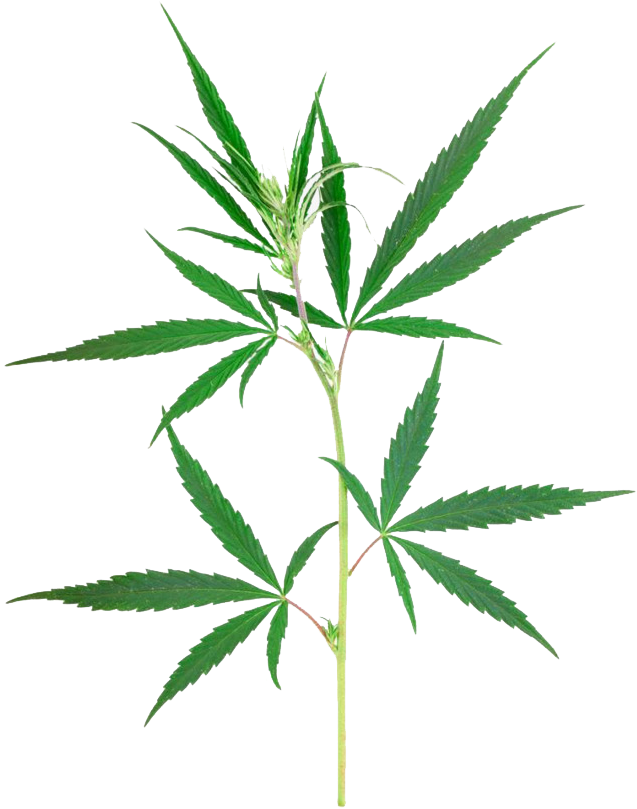 Dibujo De Planta De Mariguana (650x846), Png Download
