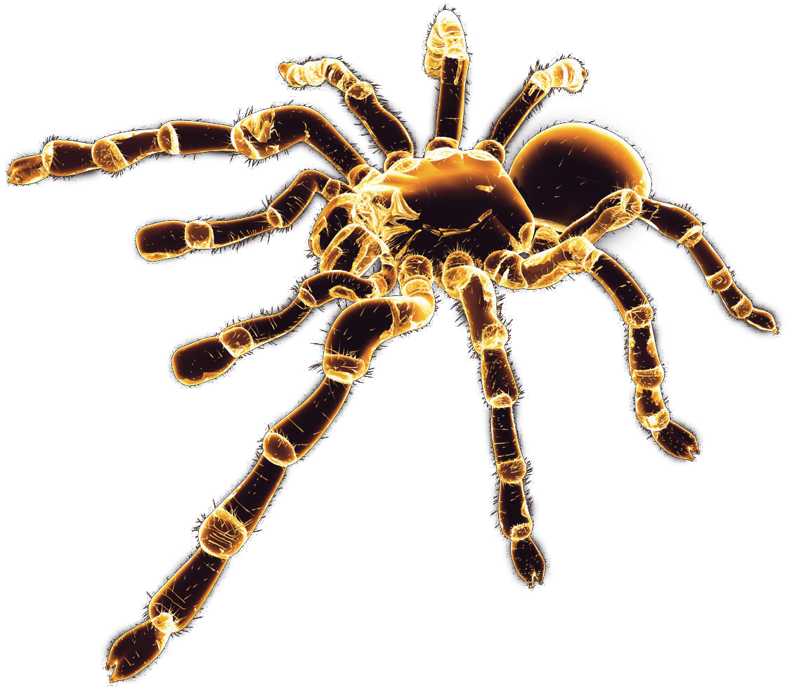 Spider (1600x1200), Png Download