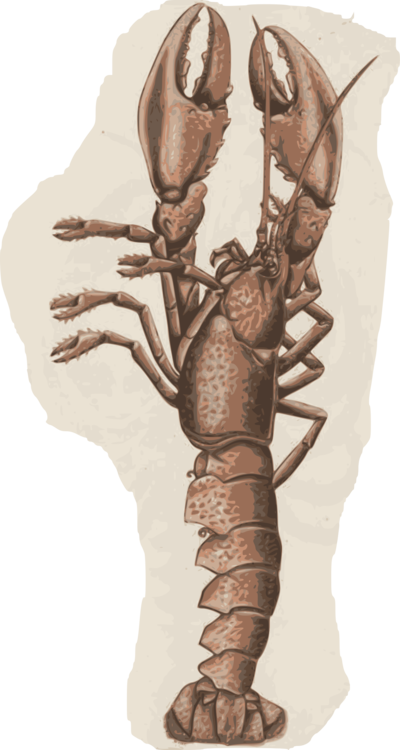Crab Lobster Shellfish Seafood Caridean Shrimp - Lobster (400x750), Png Download