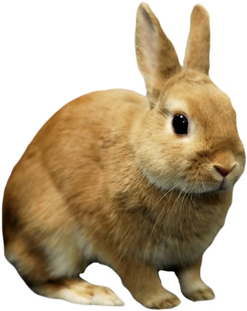 Rabbit Bunny Png Image Background - Bunny Transparent (499x621), Png Download