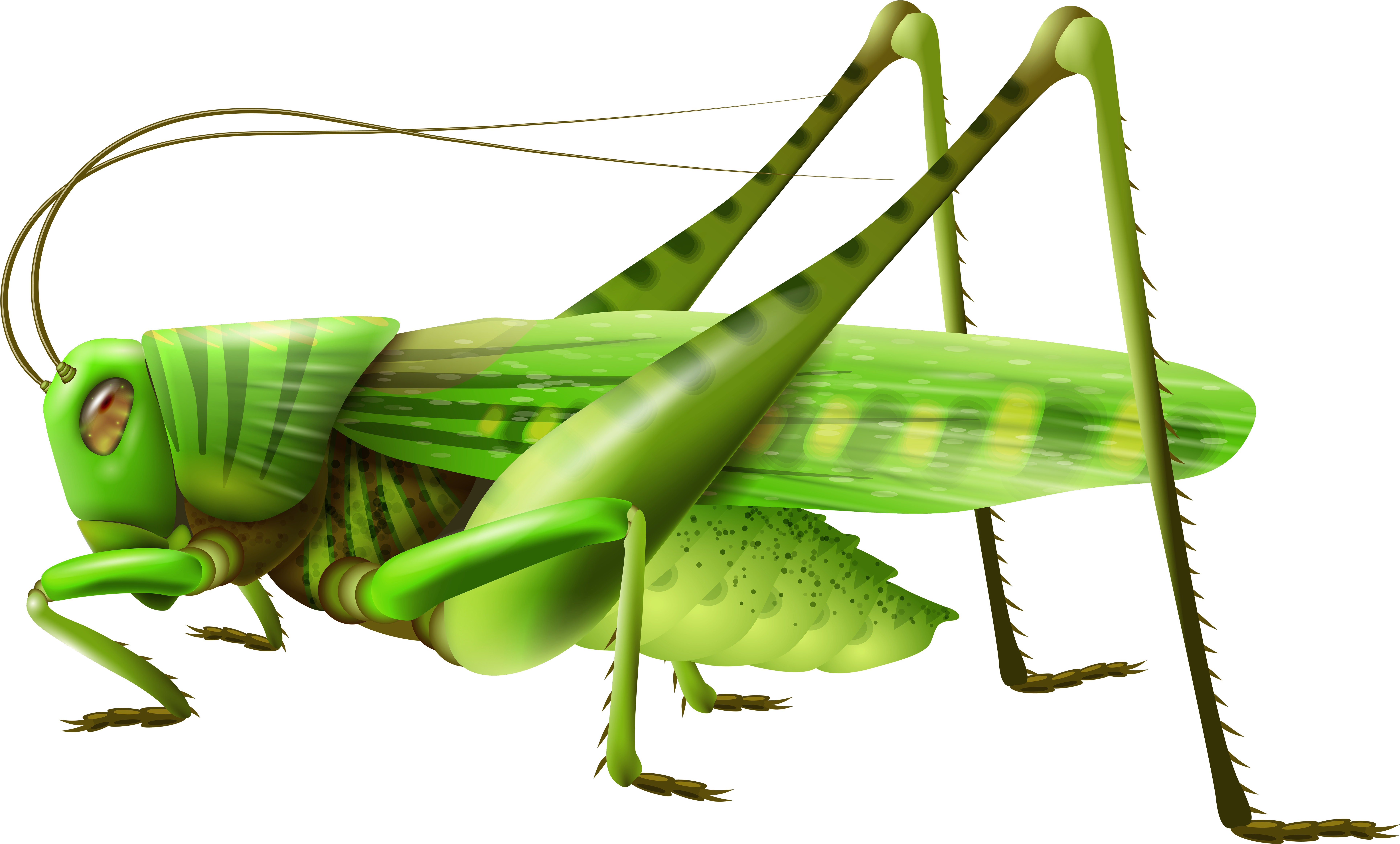 Top 77 Grasshopper Clip Art - Grasshopper Png (8000x5031), Png Download