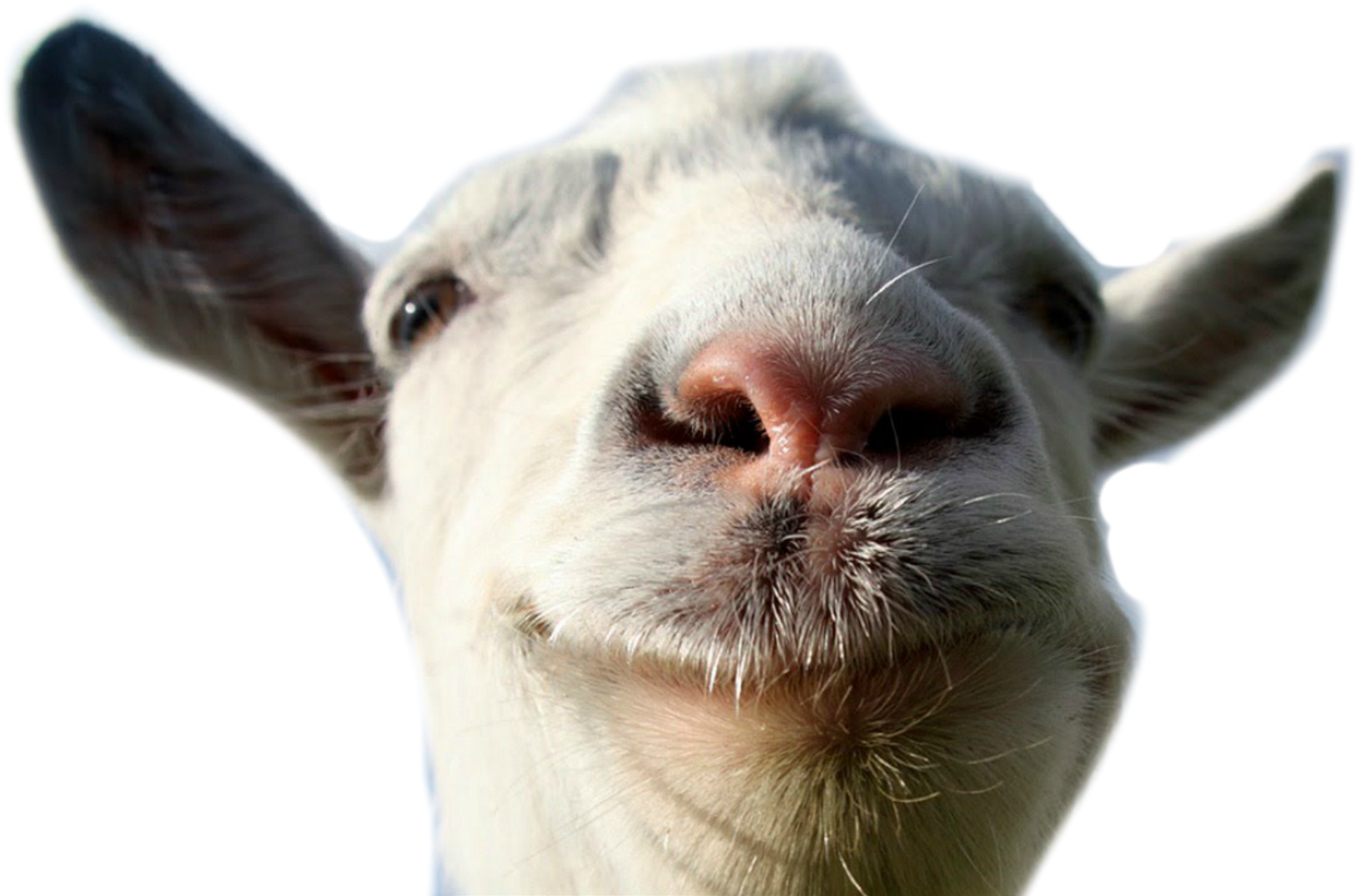 Funny Goat Png - Goat Simulator (1551x1024), Png Download
