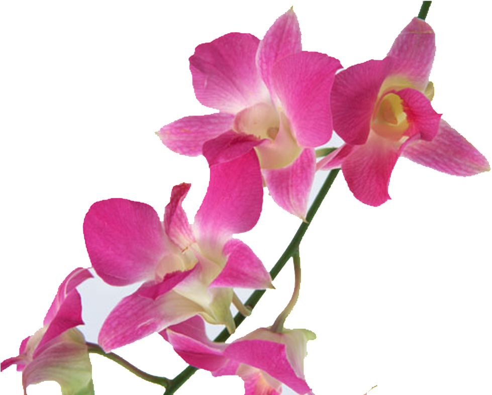 Hand-painted Material For Pink Flowers - Floral Emblem (1024x1024), Png Download