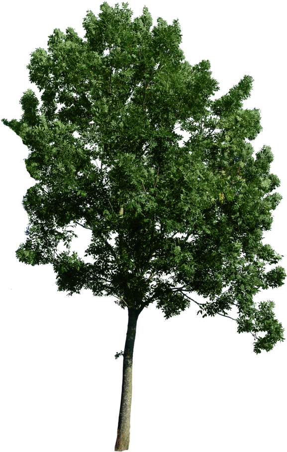 Tree - Trees Png (600x935), Png Download