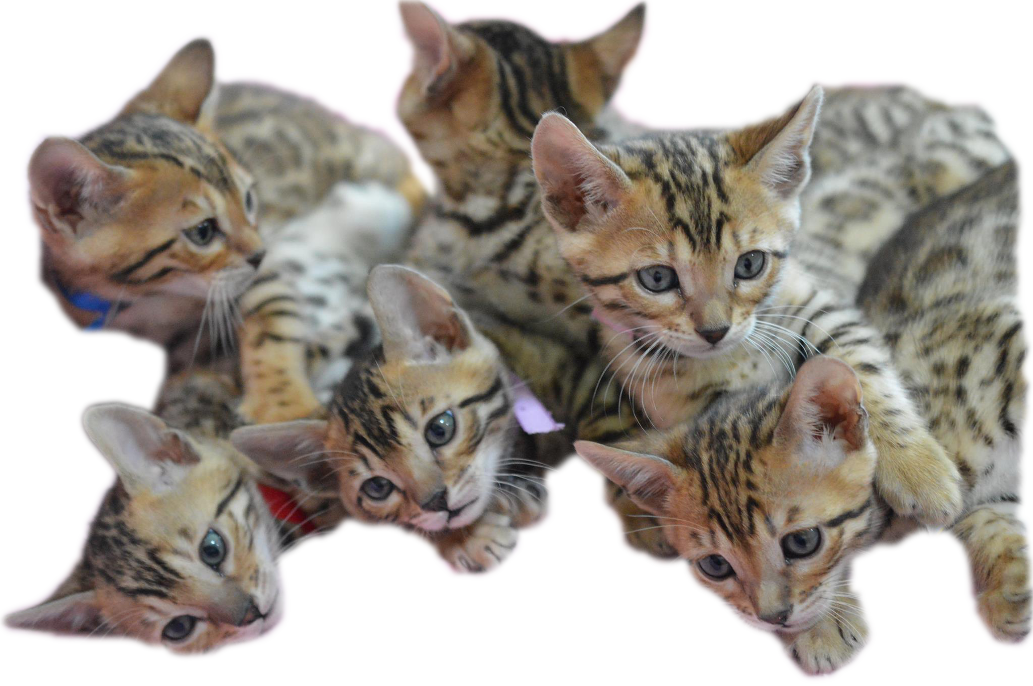 Openclipart (2048x1361), Png Download